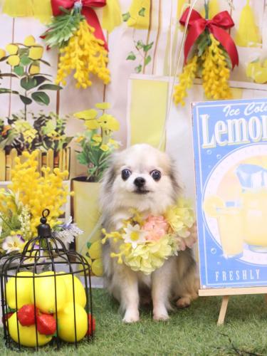 20240420ルナちゃん